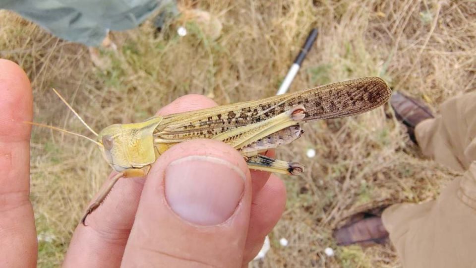 Впервые за 30 лет на Украине случилось нашествие саранчи Впервые за 30 лет на Украине случилось нашествие саранчи