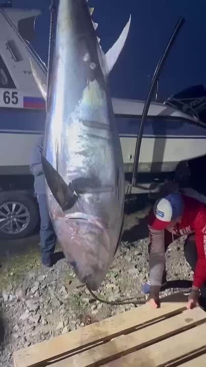 Этой осенью у берегов Сахалина рыбаки вылавливают тунцов весом в сотни килограмм Настоящий здоровяк весом 214 кг клюнул в Долинском районе. Там же был пойман тунец весом 152 кг. Борьба с таким монстром длится часами, а чтобы...